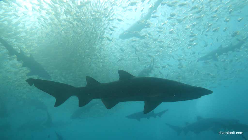 Best dive sites diving with Feet First Dive Centre. Scuba holiday travel planning for Nelson Bay - where, who and how