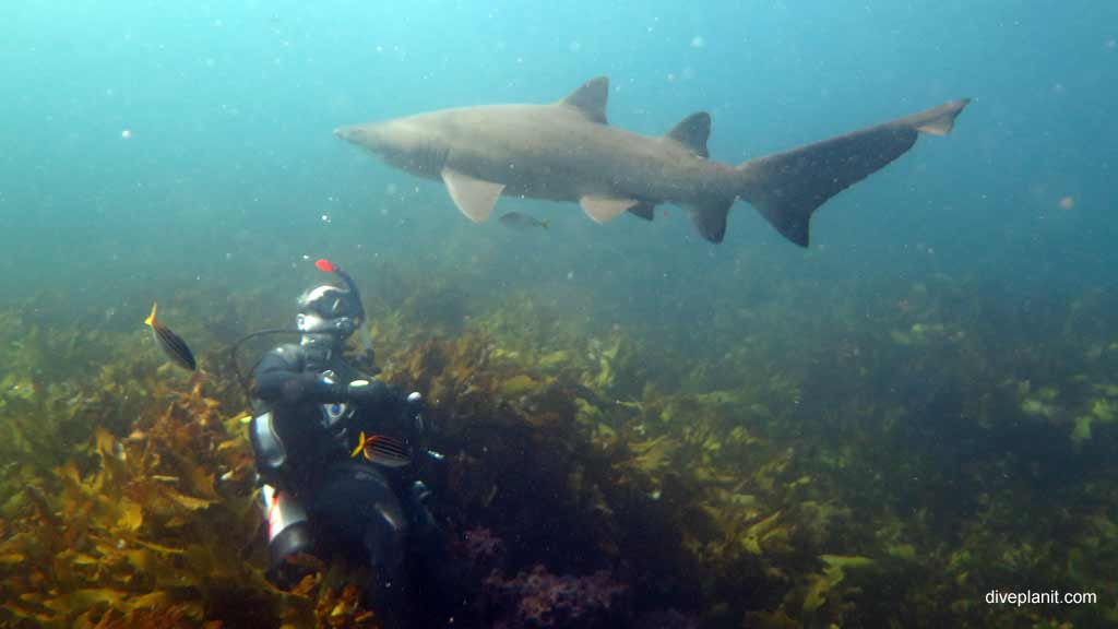 Best dive sites in Broughton Island is Broughton Island. Scuba holiday travel planning for Broughton Island - where, who and how