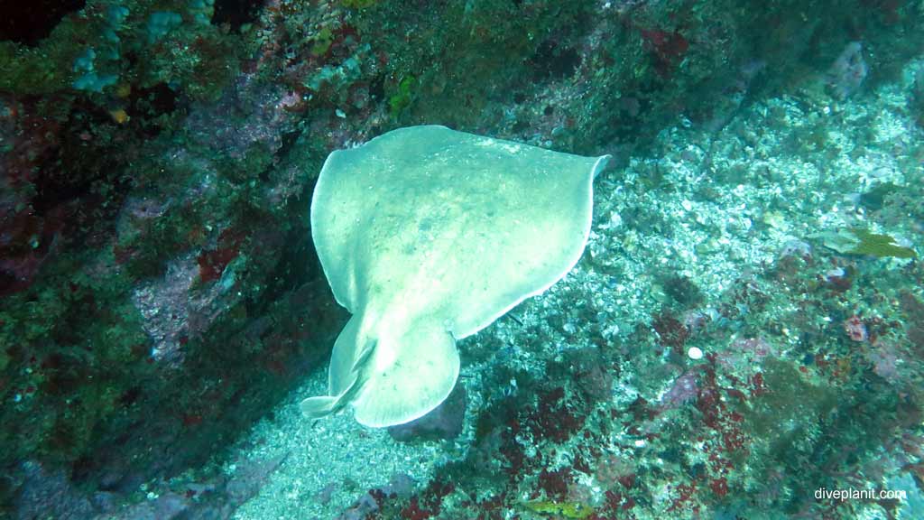 Best dive sites in Nelson Bay is Looking Glass. Scuba holiday travel planning for Nelson Bay - where, who and how