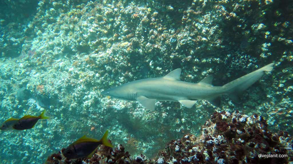 Best dive sites in Nelson Bay is Looking Glass. Scuba holiday travel planning for Nelson Bay - where, who and how