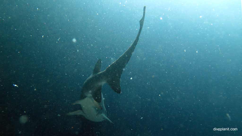 Best dive sites in Nelson Bay is Looking Glass. Scuba holiday travel planning for Nelson Bay - where, who and how