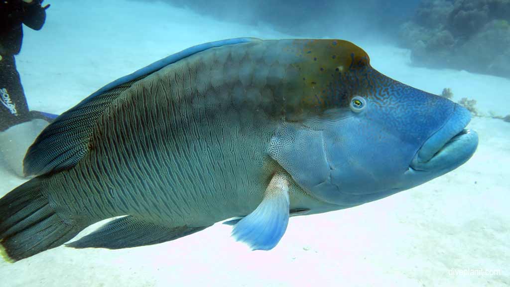 Great Barrier Reef diving aboard Sea Quest. Scuba diving tips for Plate Top on Norman Reef - where, when, who and how