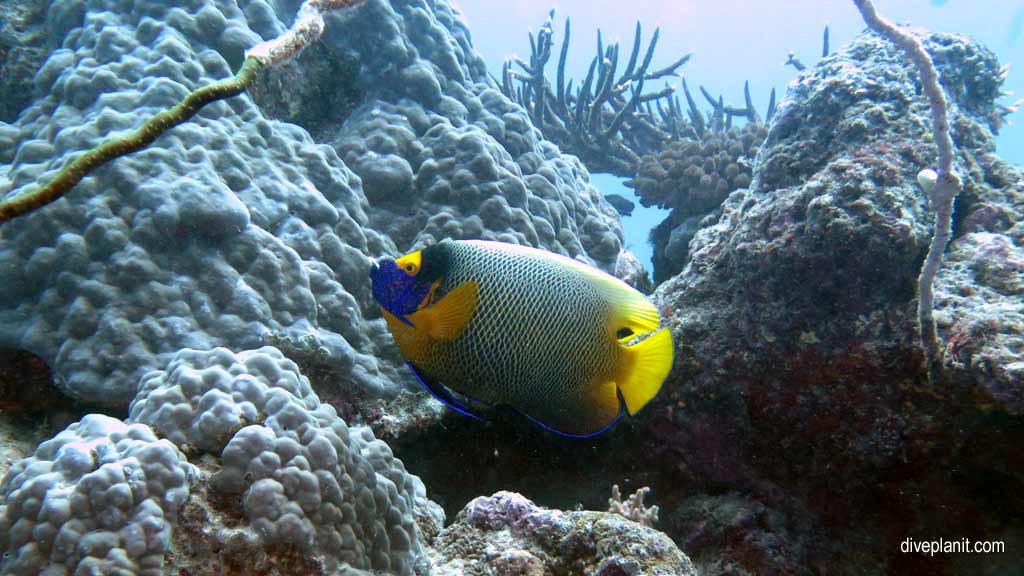 Great Barrier Reef diving aboard Sea Quest. Scuba diving tips for Plate Top on Norman Reef - where, when, who and how