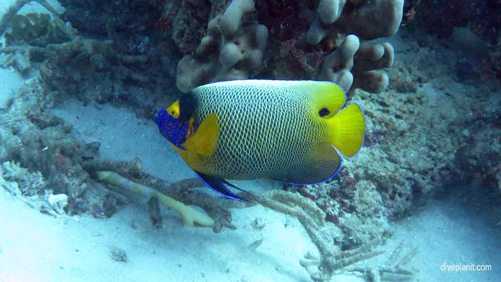 Great Barrier Reef diving aboard Sea Quest. Scuba diving tips for Plate Top on Norman Reef - where, when, who and how