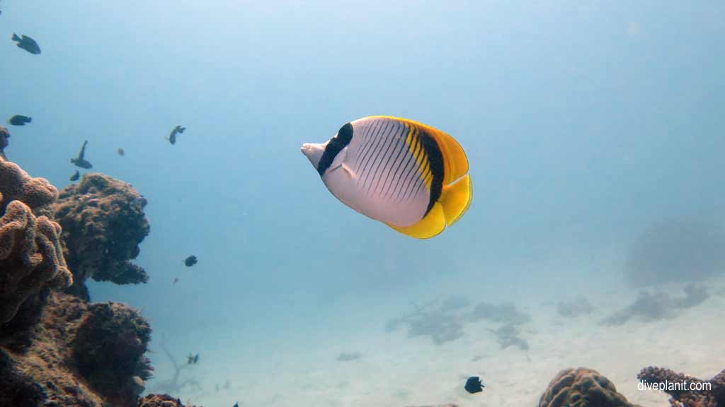 Great Barrier Reef diving aboard Sea Quest. Scuba diving tips for Plate Top on Norman Reef - where, when, who and how