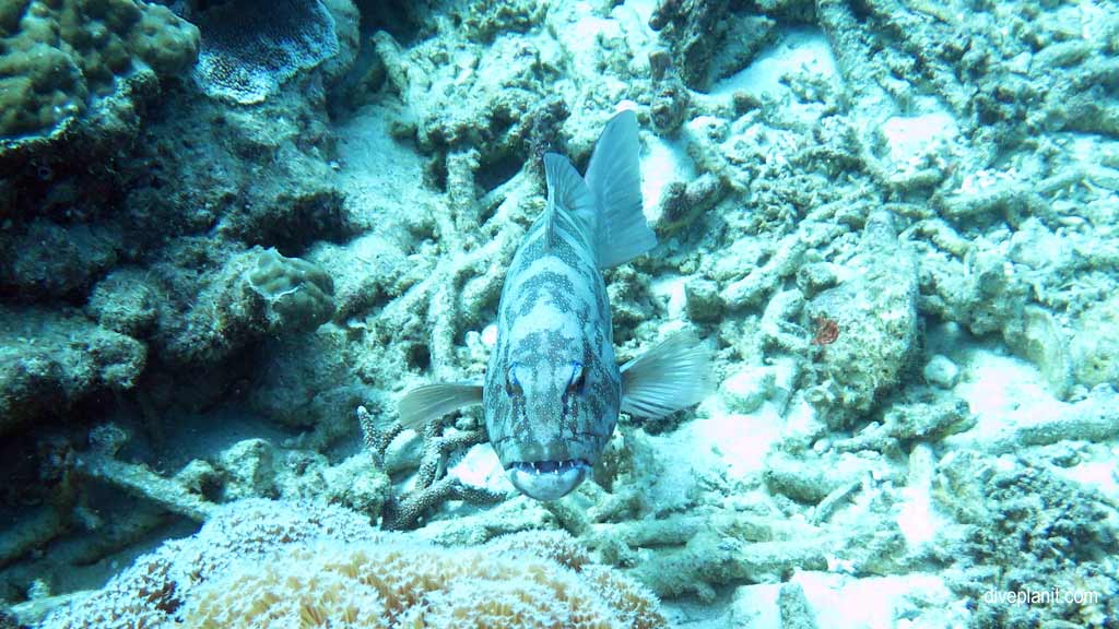 Great Barrier Reef diving aboard Sea Quest. Scuba diving tips for Plate Top on Norman Reef - where, when, who and how