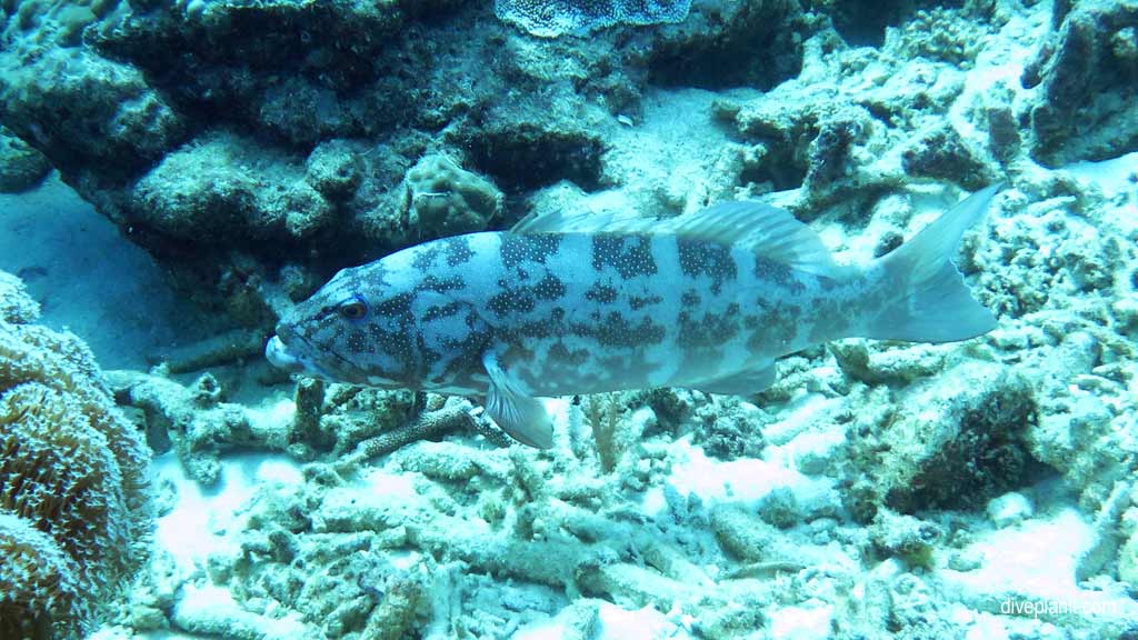 Great Barrier Reef diving aboard Sea Quest. Scuba diving tips for Plate Top on Norman Reef - where, when, who and how