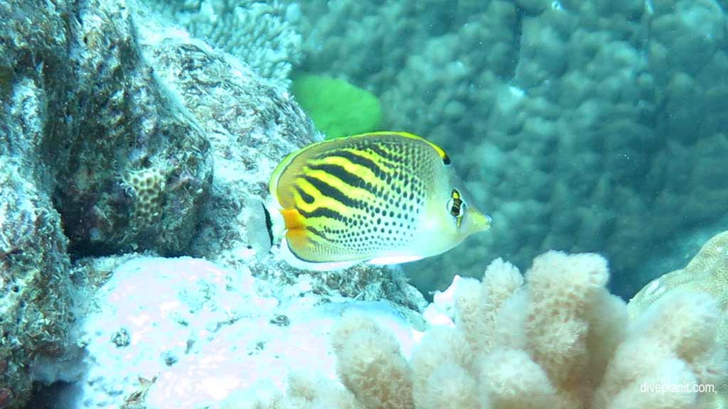 Great Barrier Reef diving aboard Sea Quest. Scuba diving tips for Plate Top on Norman Reef - where, when, who and how