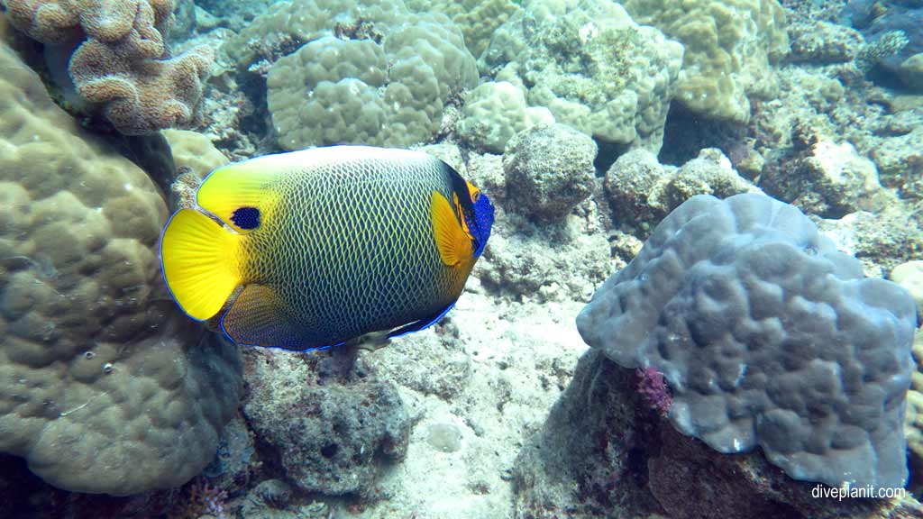 Great Barrier Reef diving aboard Sea Quest. Scuba diving tips for Plate Top on Norman Reef - where, when, who and how