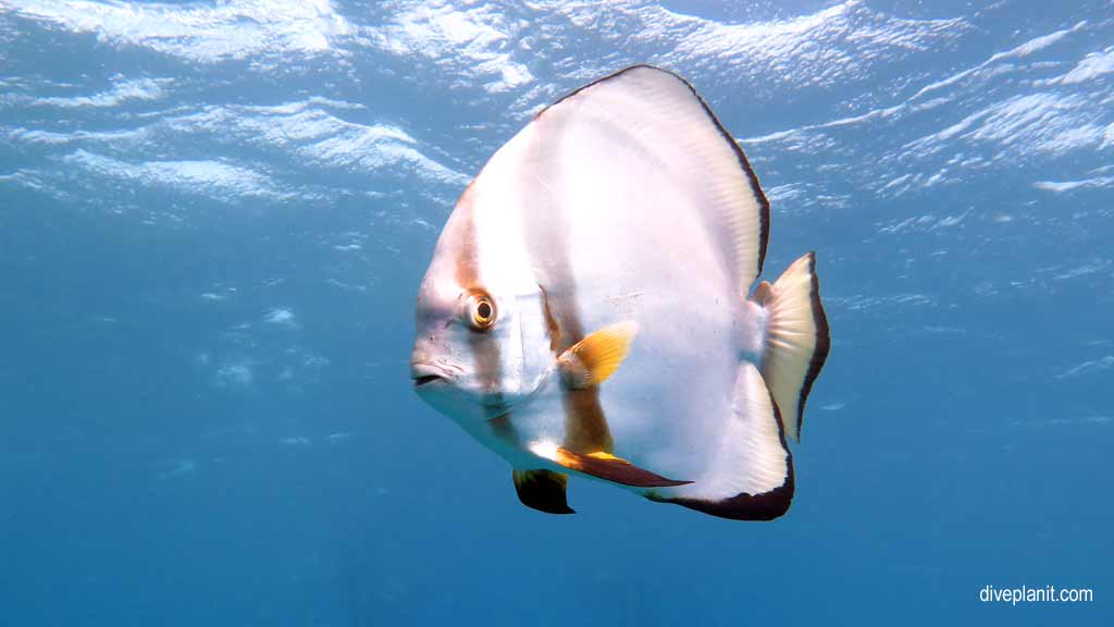 Great Barrier Reef diving aboard Sea Quest. Scuba diving tips for Plate Top on Norman Reef - where, when, who and how