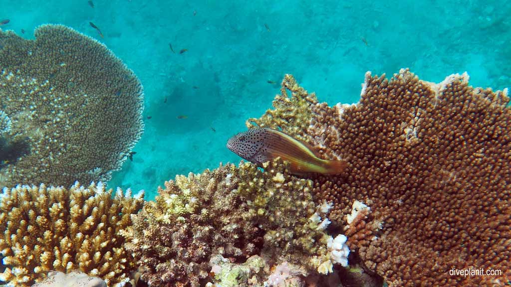 Great Barrier Reef diving aboard Sea Quest. Scuba diving tips for Plate Top on Norman Reef - where, when, who and how