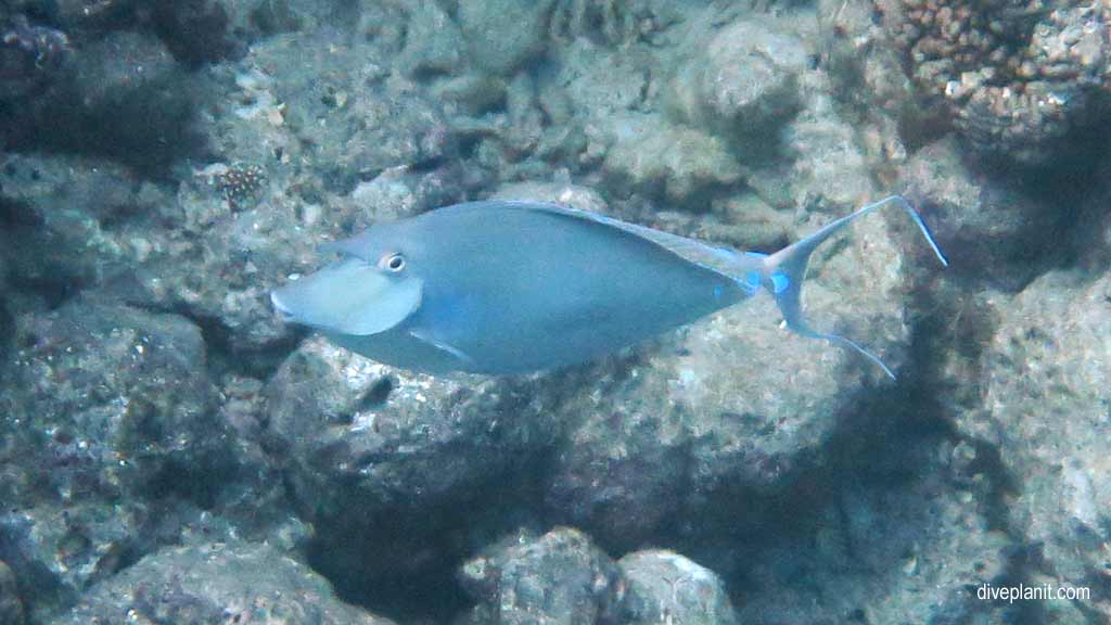 Great Barrier Reef diving aboard Sea Quest. Scuba diving tips for Turtle Bay on Norman Reef - where, when, who and how