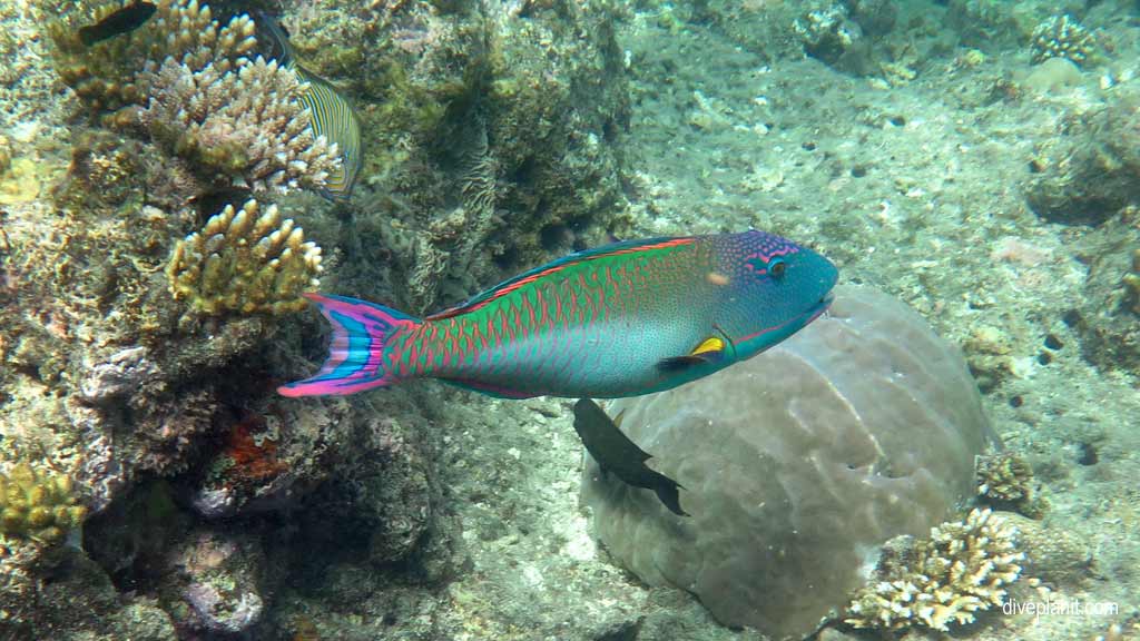 Great Barrier Reef diving aboard Sea Quest. Scuba diving tips for Turtle Bay on Norman Reef - where, when, who and how