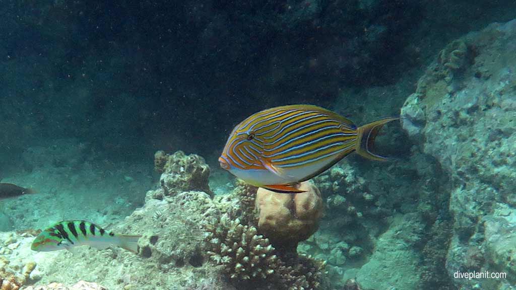 Great Barrier Reef diving aboard Sea Quest. Scuba diving tips for Turtle Bay on Norman Reef - where, when, who and how