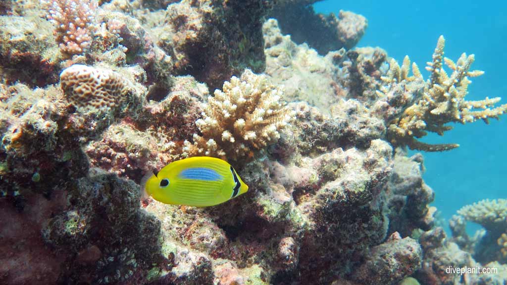 Great Barrier Reef diving aboard Sea Quest. Scuba diving tips for Turtle Bay on Norman Reef - where, when, who and how