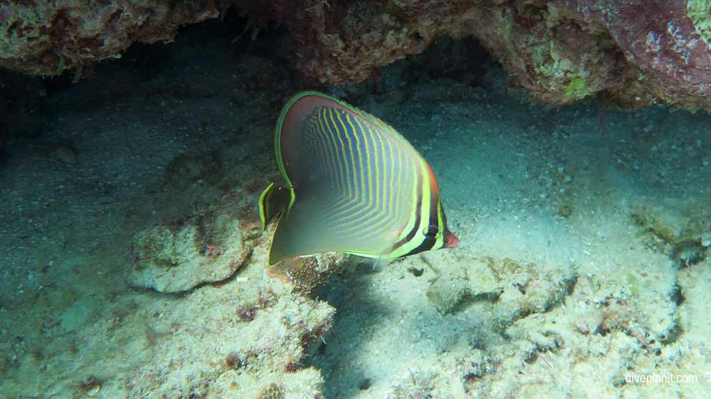 Great Barrier Reef diving aboard Sea Quest. Scuba diving tips for Turtle Bay on Norman Reef - where, when, who and how