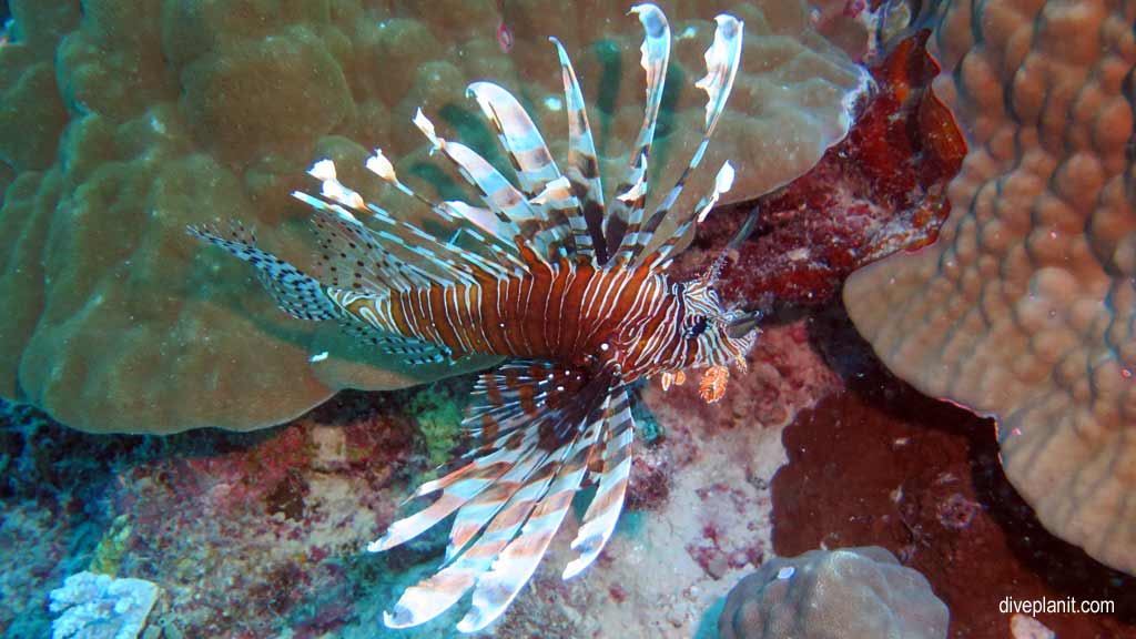 Great Barrier Reef diving aboard Ocean Quest. Scuba diving tips for Playground at Norman Reef - where, when, who and how