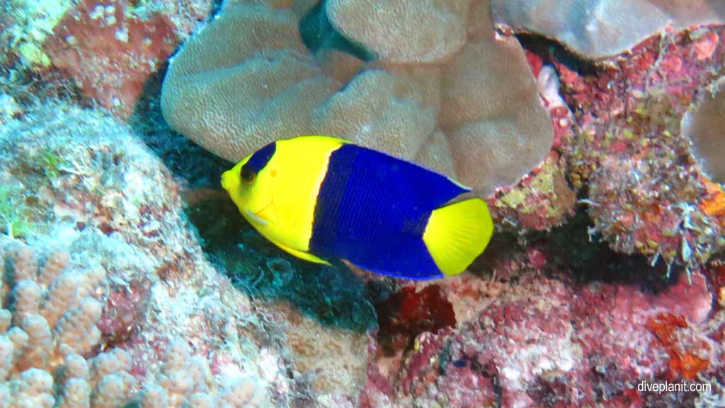 Great Barrier Reef diving aboard Ocean Quest. Scuba diving tips for Playground at Norman Reef - where, when, who and how