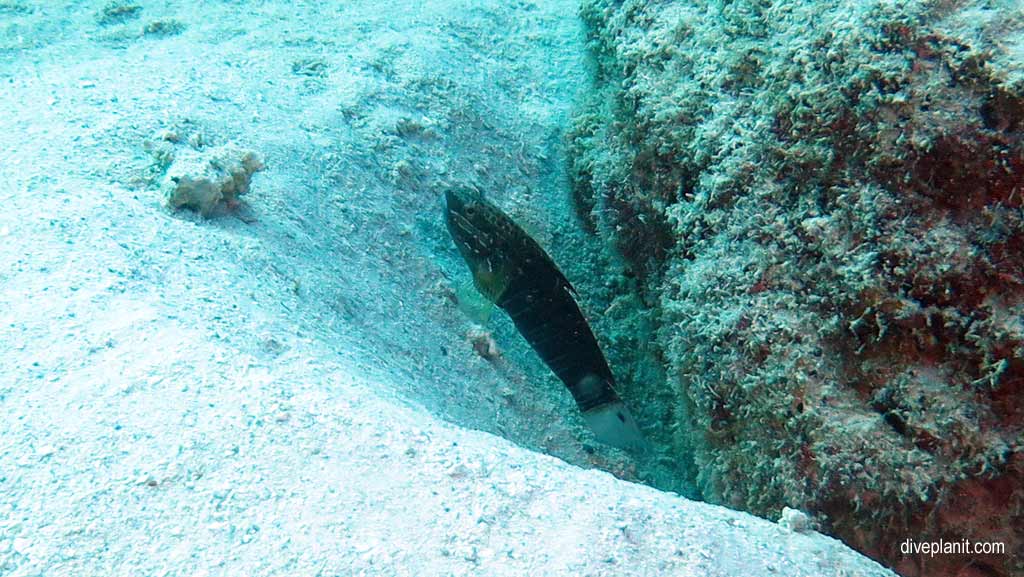 Great Barrier Reef diving aboard Ocean Quest. Scuba diving tips for Playground at Norman Reef - where, when, who and how