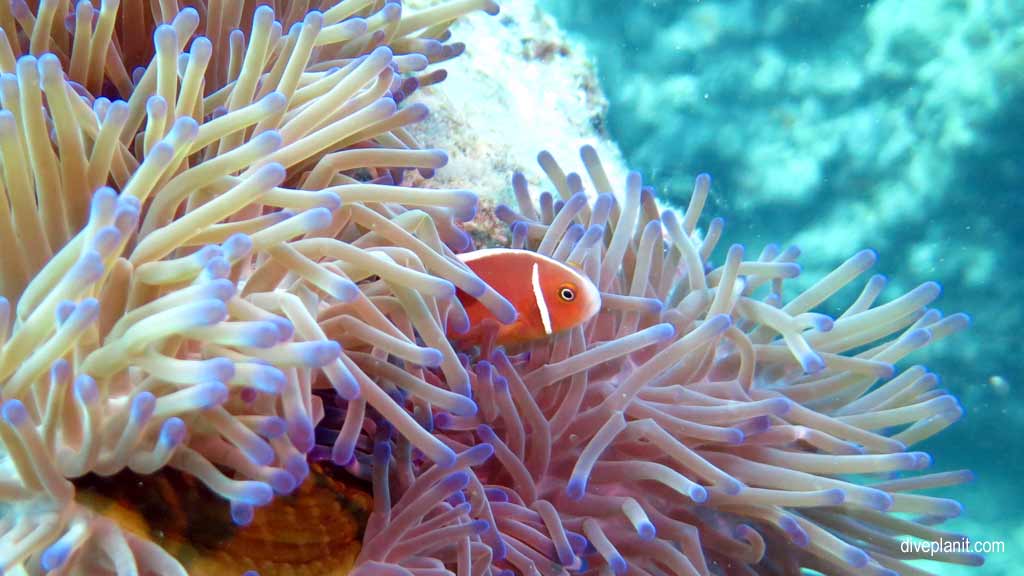 Great Barrier Reef diving aboard Ocean Quest. Scuba diving tips for Playground at Norman Reef - where, when, who and how