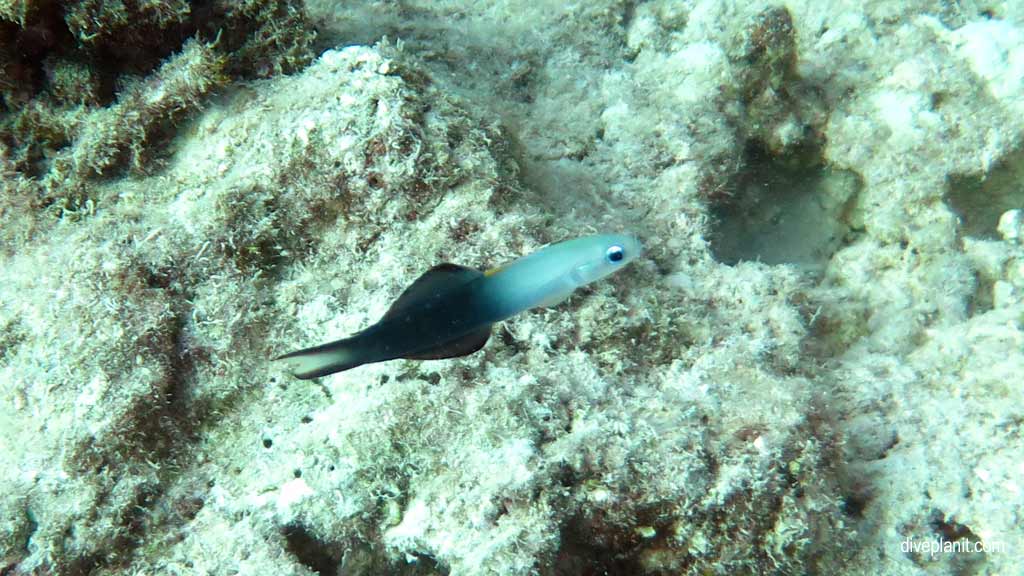 Great Barrier Reef diving aboard Ocean Quest. Scuba diving tips for Playground at Norman Reef - where, when, who and how