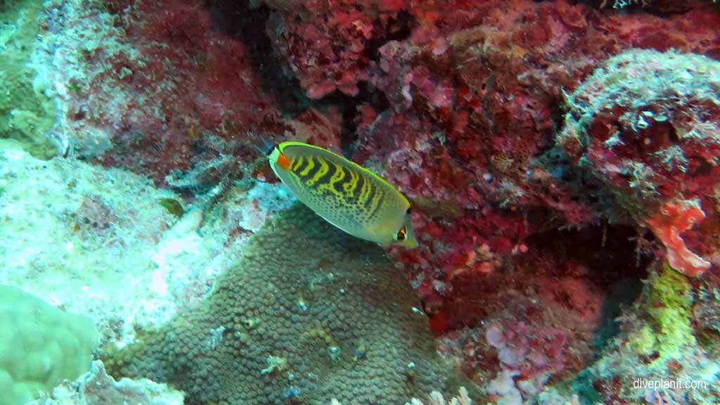 Great Barrier Reef diving aboard Ocean Quest. Scuba diving tips for Playground at Norman Reef - where, when, who and how