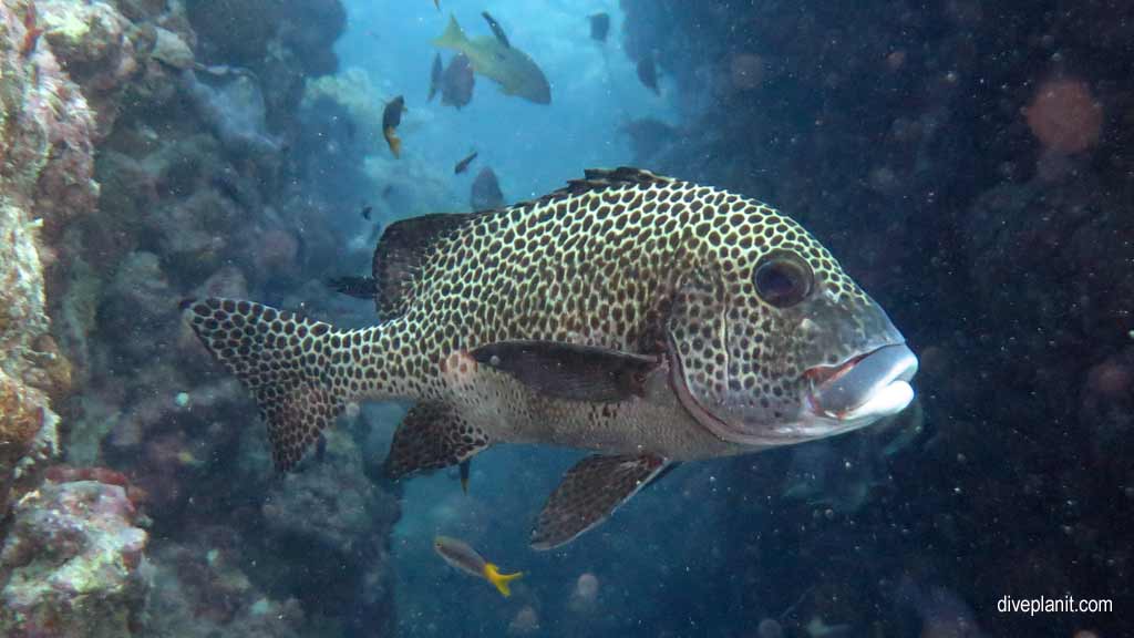 Great Barrier Reef diving aboard Ocean Quest. Scuba diving tips for Playground at Norman Reef - where, when, who and how