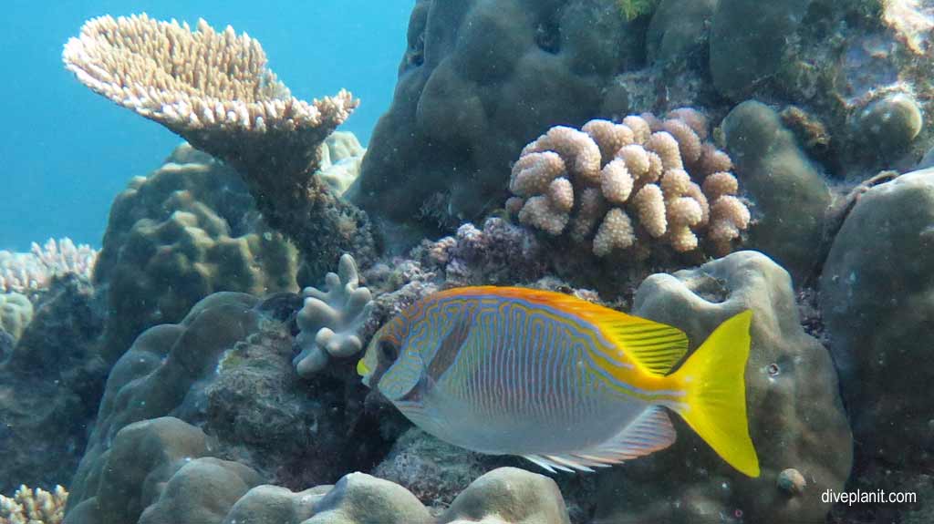 Great Barrier Reef diving aboard Ocean Quest. Scuba diving tips for Playground at Norman Reef - where, when, who and how