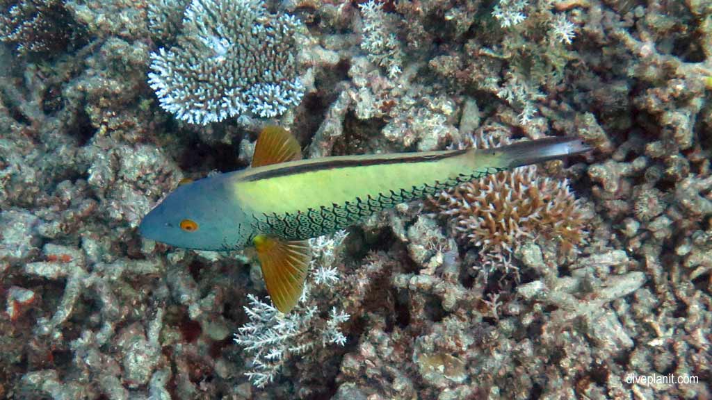 Great Barrier Reef diving aboard Ocean Quest. Scuba diving tips for Playground at Norman Reef - where, when, who and how