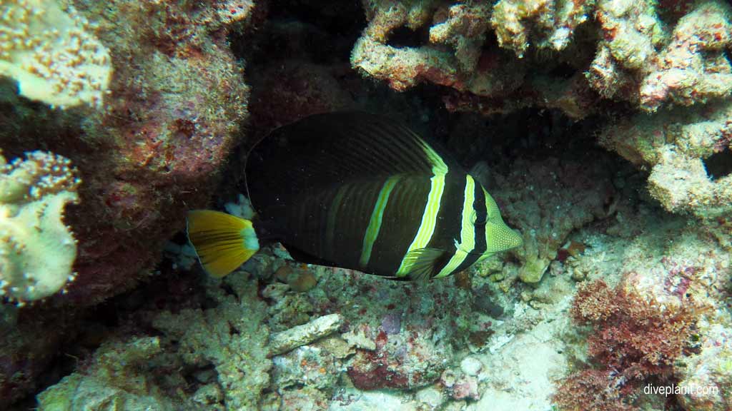 Great Barrier Reef diving aboard Ocean Quest. Scuba diving tips for Caves on Norman Reef - where, when, who and how