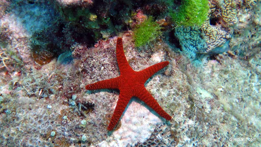 Great Barrier Reef diving aboard Ocean Quest. Scuba diving tips for Caves on Norman Reef - where, when, who and how