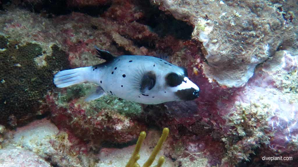 Great Barrier Reef diving aboard Ocean Quest. Scuba diving tips for Caves on Norman Reef - where, when, who and how