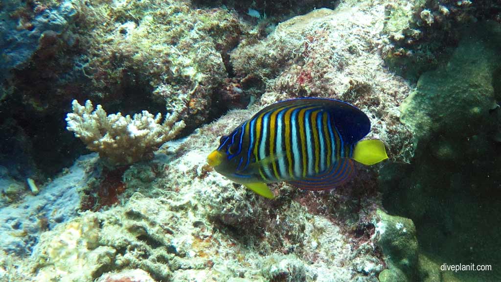 Great Barrier Reef diving aboard Ocean Quest. Scuba diving tips for Caves on Norman Reef - where, when, who and how