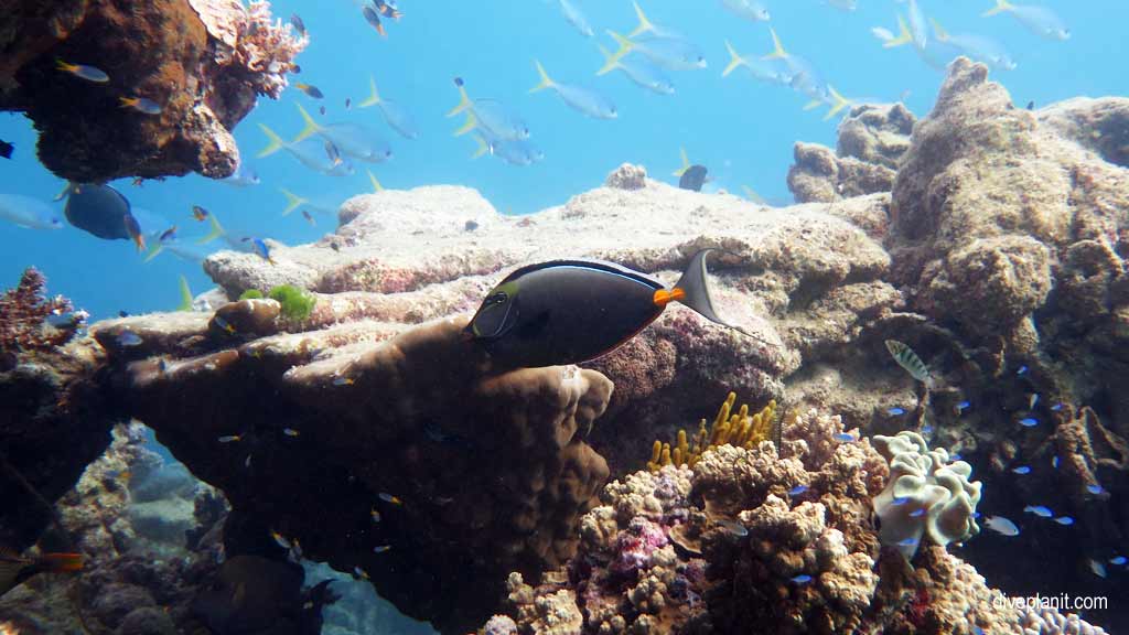 Great Barrier Reef diving aboard Ocean Quest. Scuba diving tips for Caves on Norman Reef - where, when, who and how