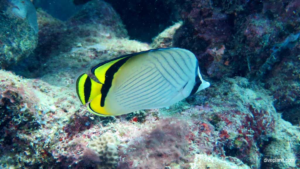 Great Barrier Reef diving aboard Ocean Quest. Scuba diving tips for Caves on Norman Reef - where, when, who and how