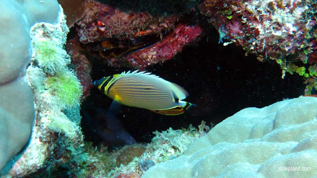 Great Barrier Reef diving aboard Ocean Quest. Scuba diving tips for Caves on Norman Reef - where, when, who and how