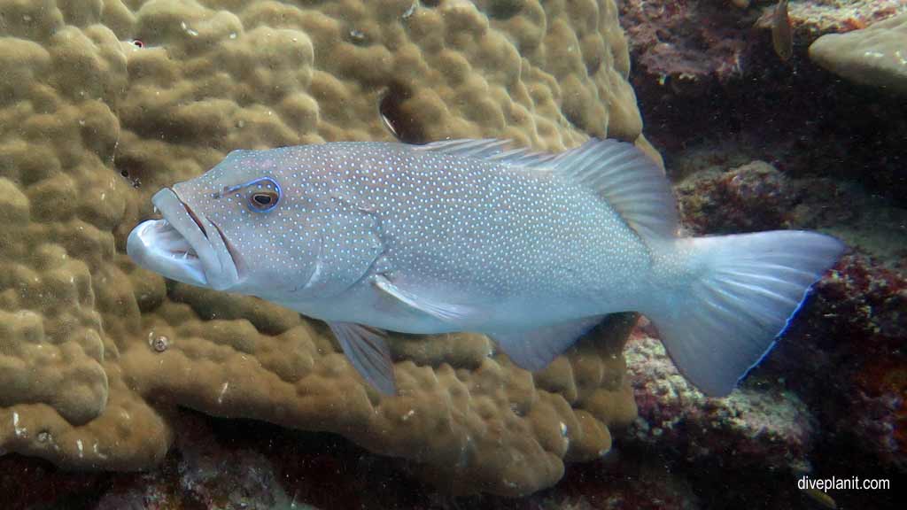 Great Barrier Reef diving aboard Ocean Quest. Scuba diving tips for Caves on Norman Reef - where, when, who and how