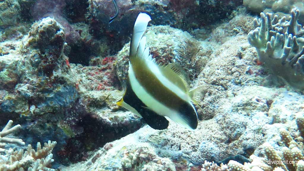 Great Barrier Reef diving aboard Ocean Quest. Scuba diving tips for Caves on Norman Reef - where, when, who and how