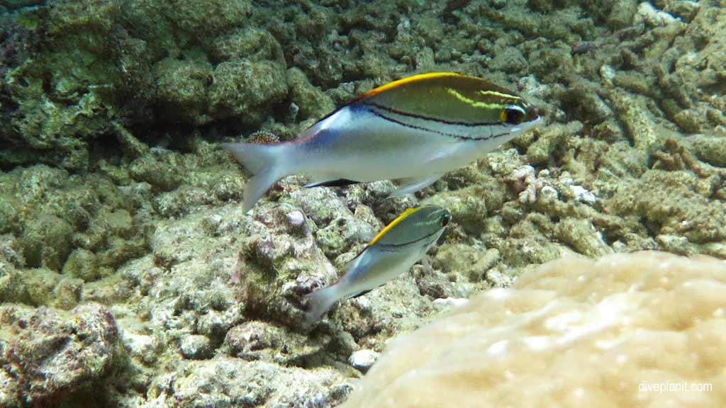 Great Barrier Reef diving aboard Ocean Quest. Scuba diving tips for Caves on Norman Reef - where, when, who and how