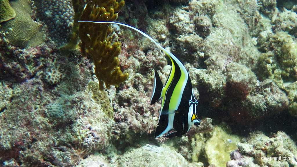 Great Barrier Reef diving aboard Ocean Quest. Scuba diving tips for Caves on Norman Reef - where, when, who and how