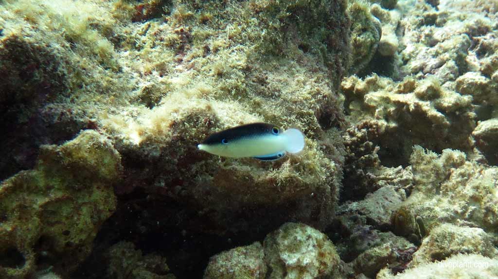 Great Barrier Reef diving aboard Ocean Quest. Scuba diving tips for Caves on Norman Reef - where, when, who and how