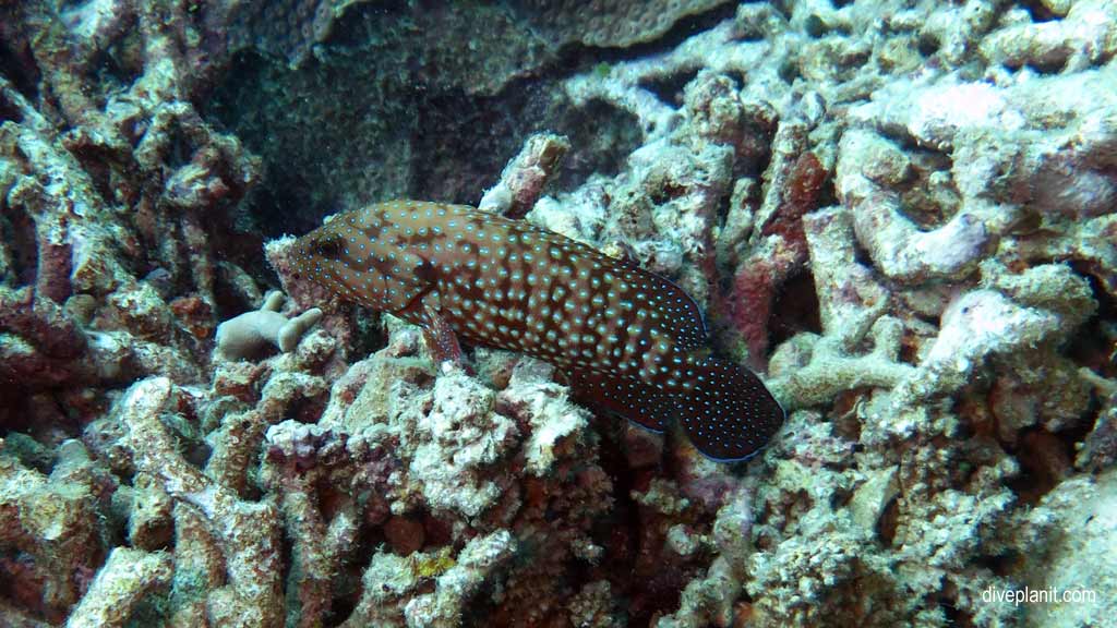 Great Barrier Reef diving aboard Ocean Quest. Scuba diving tips for Caves on Norman Reef - where, when, who and how