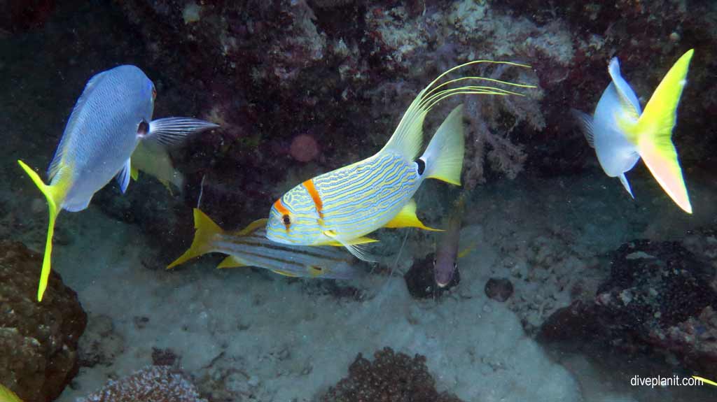 Great Barrier Reef diving aboard the Calypso. Dive holiday travel planning tips for Bashful Bommie on the Opal Reef - where, when, who and how