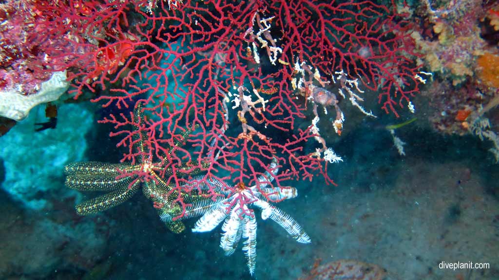 Great Barrier Reef diving aboard the Calypso. Dive holiday travel planning tips for Bashful Bommie on the Opal Reef - where, when, who and how