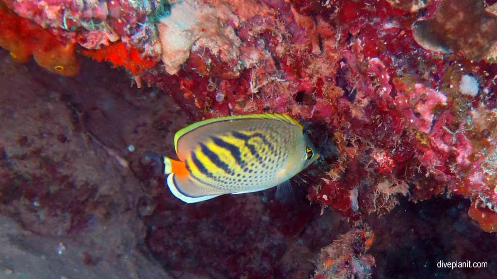 Great Barrier Reef diving aboard the Calypso. Dive holiday travel planning tips for Bashful Bommie on the Opal Reef - where, when, who and how