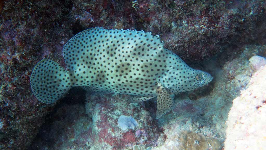 Great Barrier Reef diving aboard the Calypso. Dive holiday travel planning tips for Bashful Bommie on the Opal Reef - where, when, who and how