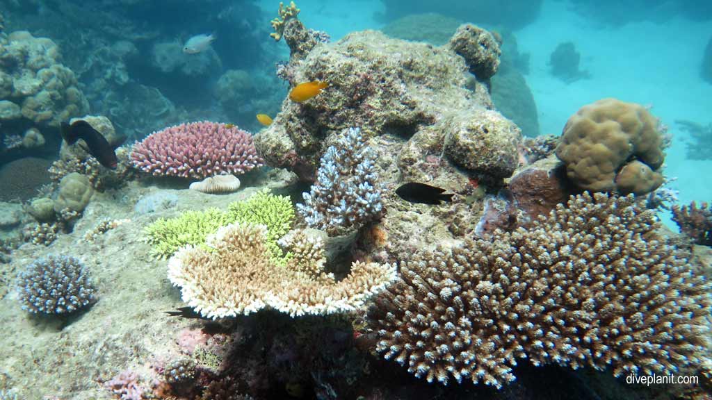 Great Barrier Reef diving aboard the Calypso. Dive holiday travel planning tips for Bashful Bommie on the Opal Reef - where, when, who and how