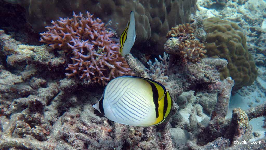 Great Barrier Reef diving aboard the Calypso. Dive holiday travel planning tips for Bashful Bommie on the Opal Reef - where, when, who and how