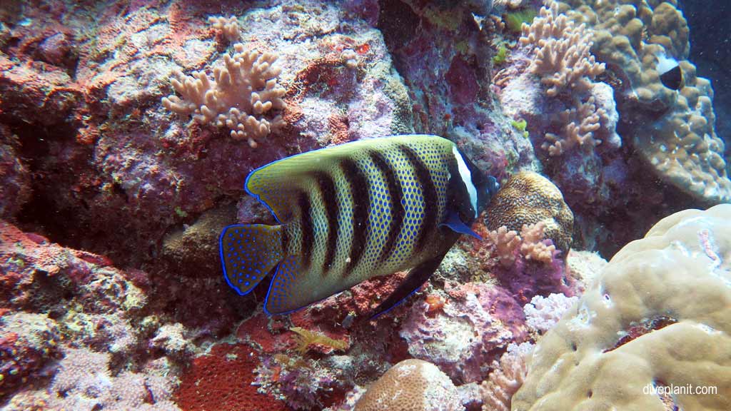 Great Barrier Reef diving aboard the Calypso. Dive holiday travel planning tips for Sno on the Opal Reef - where, when, who and how