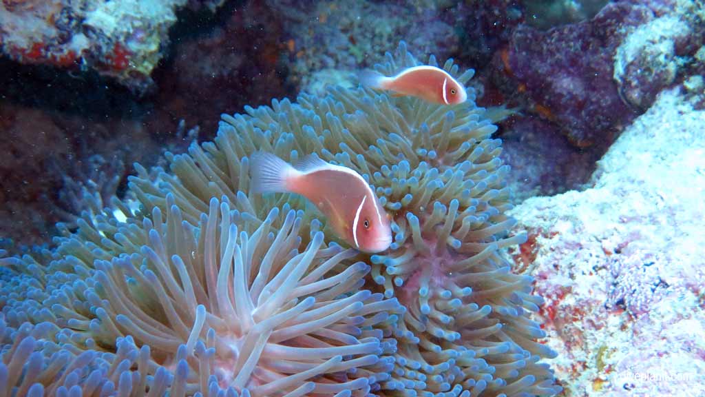 Great Barrier Reef diving aboard the Calypso. Dive holiday travel planning tips for Sno on the Opal Reef - where, when, who and how
